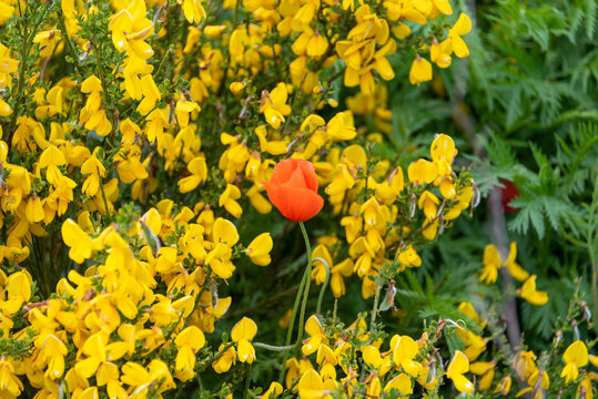 Roter Klatschmohn bl&uuml;ht in einem Ginsterbusch