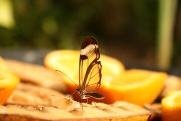 Naklejka premium butterfly sitting on fruit