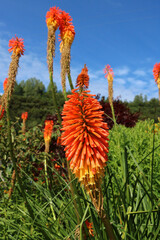Large wild red hot pokers photographed in full sun against a blue sky. Botanical name Kniphofia.