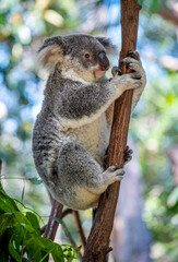 Koala in a tree at a Zoo in Australia