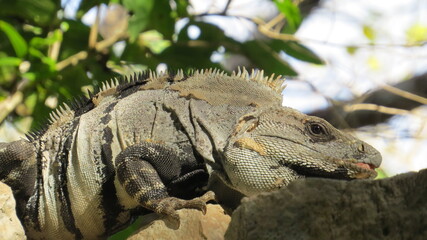  iguana mirando desde las rocas