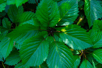 Beautiful leaves close-up. Cold tinted