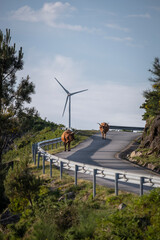Duas vacas na estrada no parque eólico