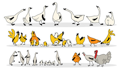 Poultry yard. A fun set of vector drawings. Chickens, roosters, chickens, geese, ducks, turkeys in cartoon style