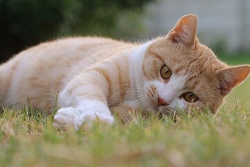 Ginger Cat, also called Tabby Cat, playing on the lawn.