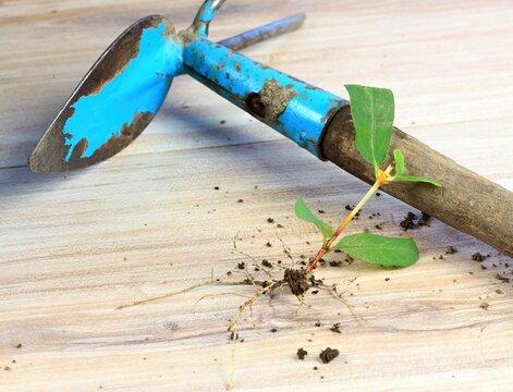 Vegetative reproduction in plants at home.  New plants with roots grown from pieces of twig and a hoe. Branches must be from this year.