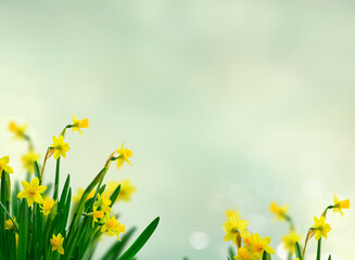 Obraz premium Yellow daffodil flowers