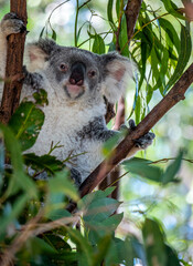 Koala in a tree at a Zoo in Australia