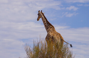 Giraffen im Naturreservat im National Park Südafrika