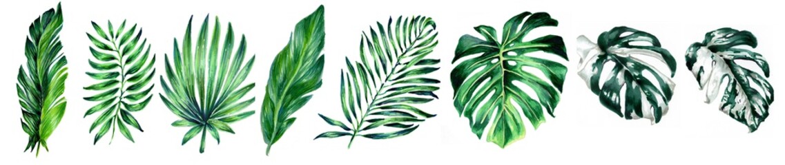 Set of tropical leaves. Botanical watercolor illustrations. Collection of monstera leaves, banana,  palms isolated on a white background. Beautiful illustration for textiles, packaging