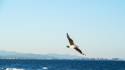 Fototapeta na wymiar Seagull flying over the sea on background of distant mountains and city