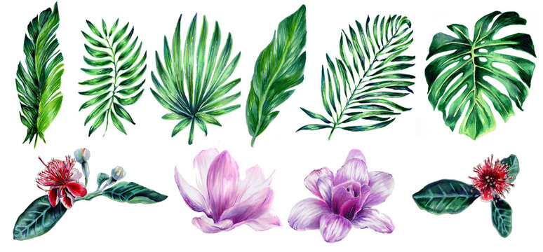 Set of tropical leaves and flowers. Botanical watercolor illustrations. Collection of monstera leaves, banana, palm trees, Magnolia flowers isolated on a white background. Beautiful illustration.