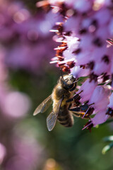A bee on a purple flower (Erica multiflora)