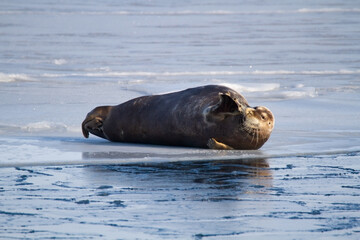Waving and smiling bearded seal lying on the sea ice on Spitsbergen