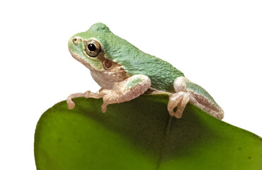 green tree frog on white background