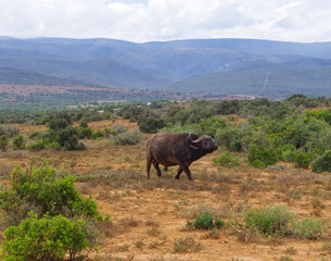 Fototapeta premium Kaffernbüffel im Naturreservat im National Park Südafrika