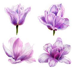 Fototapeta na wymiar Set of watercolor spring flowers. Magnolias and tulips. Pink flowers are hand-drawn. For background, texture, wrapper pattern, border or border. Botanical flowers elements for your design.