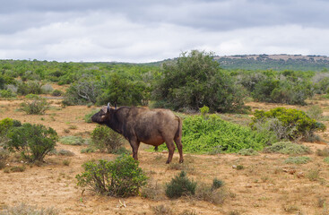 Kaffernbüffel im Naturreservat im National Park Südafrika