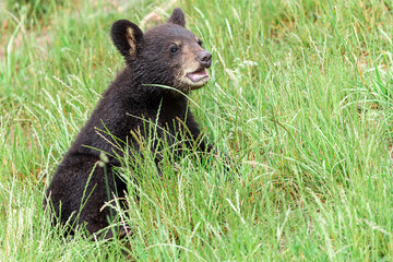 Young American Black Bear fighting in the meadow