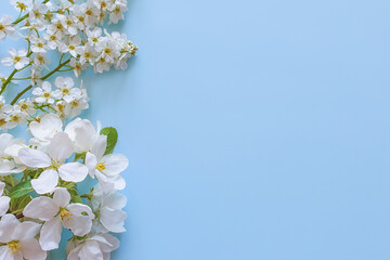 Blooming white branch on a pastel blue background. View from above. Spring product background. Copy space for text, Flower flat lay.