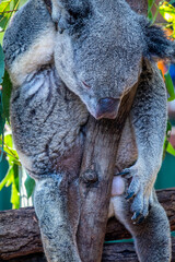 Koala in a tree at a Zoo in Australia