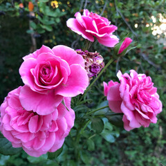 beautiful purple rose with leafs in the garden
