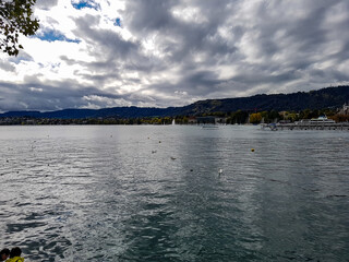 Tree green leafes duck white goose swimming mountain pier ferry bridge grey sky clouds dark zurich lake water swiss