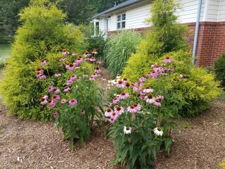 Fototapeta na wymiar pink flowers and green bushes and white and brick house