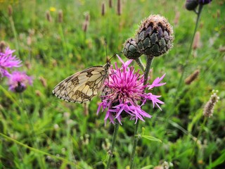 papillon