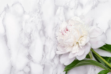 Obraz na płótnie Canvas White peony flower on marble background with copy space. Postcard for mothers day, womens day, wedding invitation card.