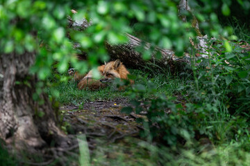 Obraz premium Red fox sleeping in the forest