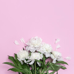 Bouquet of white peonies flower on pink background with copy space. Summer blossoming delicate petals of peony, bright and soft floral card.