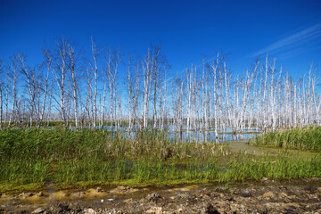 Flooded forest landscape with marsh and dead birch trees. Dried trees in floodwaters and blue sky.