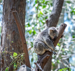 Koala in a tree at a Zoo in Australia © Amanda