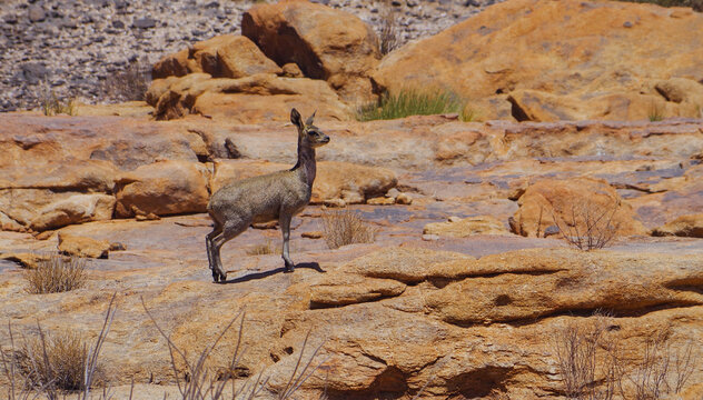 Klippspringer im Naturreservat im National Park S&uuml;dafrika 