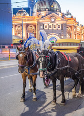 Naklejka na ściany i meble Horses and Carriage in Melbourne CBD