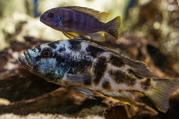 Aquarium with cichlids fish from lake malawi