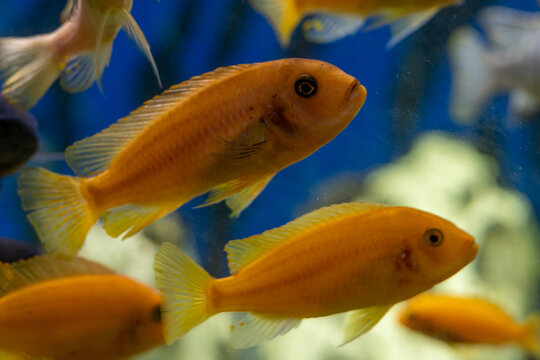 Aquarium with cichlids fish from lake malawi