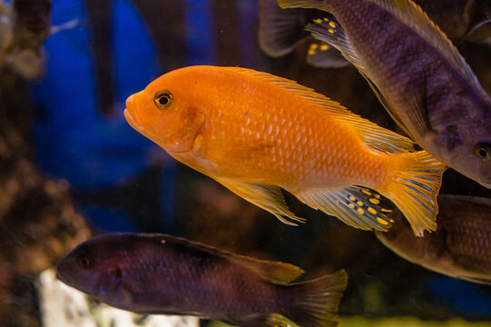 Aquarium with cichlids fish from lake malawi