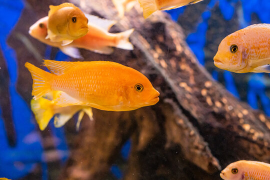 Aquarium with cichlids fish from lake malawi