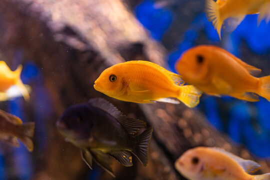 Aquarium with cichlids fish from lake malawi