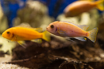 Aquarium with cichlids fish from lake malawi