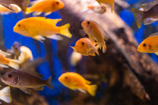 Aquarium with cichlids fish from lake malawi