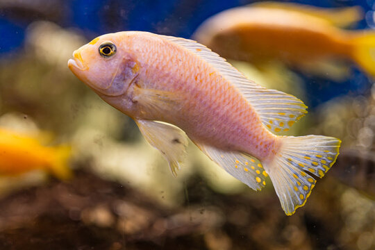 Aquarium with cichlids fish from lake malawi