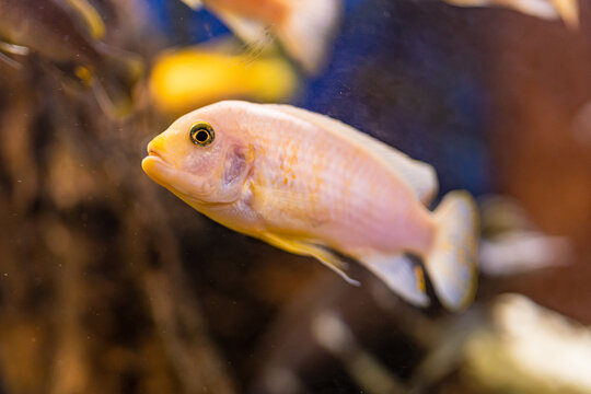 Aquarium with cichlids fish from lake malawi