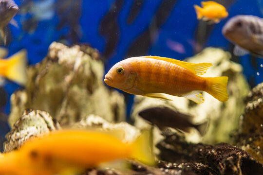 Aquarium with cichlids fish from lake malawi