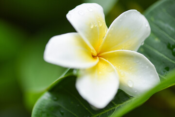 Plumeria flowers with drop water on green leaf - Other names Frangipani , White Plumeria , Temple Tree , Graveyard Tree