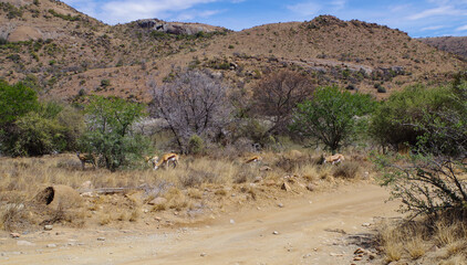 Springböcke im Naturreservat im National Park Südafrika