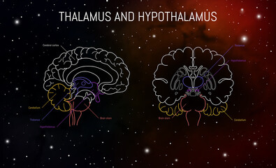 Thalamus and hypothalamus neuroscience infographic on space background. Human brain illustration. Brain anatomy structure cross section. Neurobiology scientific medical vector art
