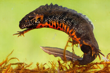 Male danube crested newt, triturus dobrogicus, swimming underwater in river. Full body of patterned wild animal with long tail and crest on back. Amphibian in wetland, Slovakia, Europe. - obrazy, fototapety, plakaty